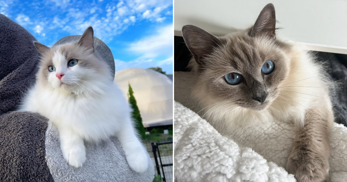 Key Differences Between Birman and Ragdoll Cats Unveiled