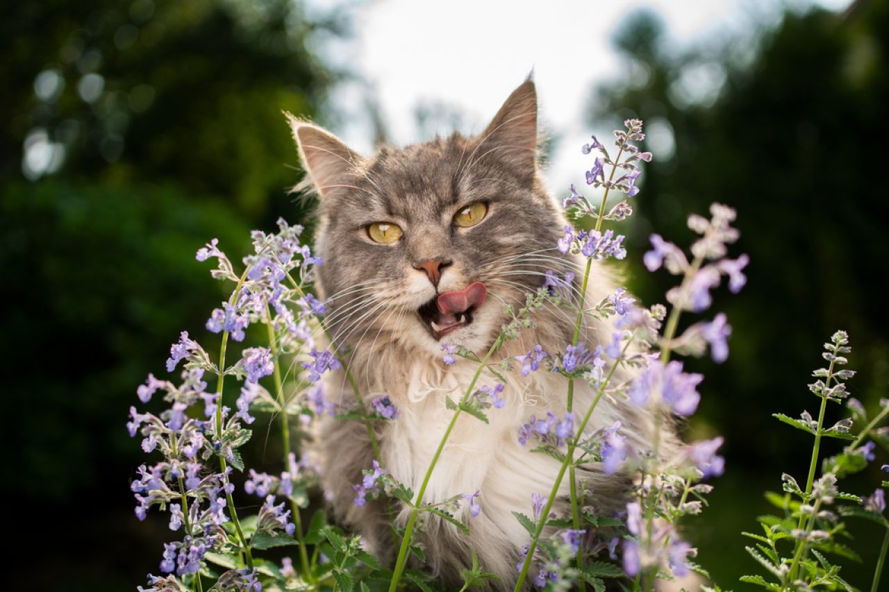 245 Yüzüklerin Efendisi Kedi İsmi: Hobbitiniz İçin Mükemmel İsimler