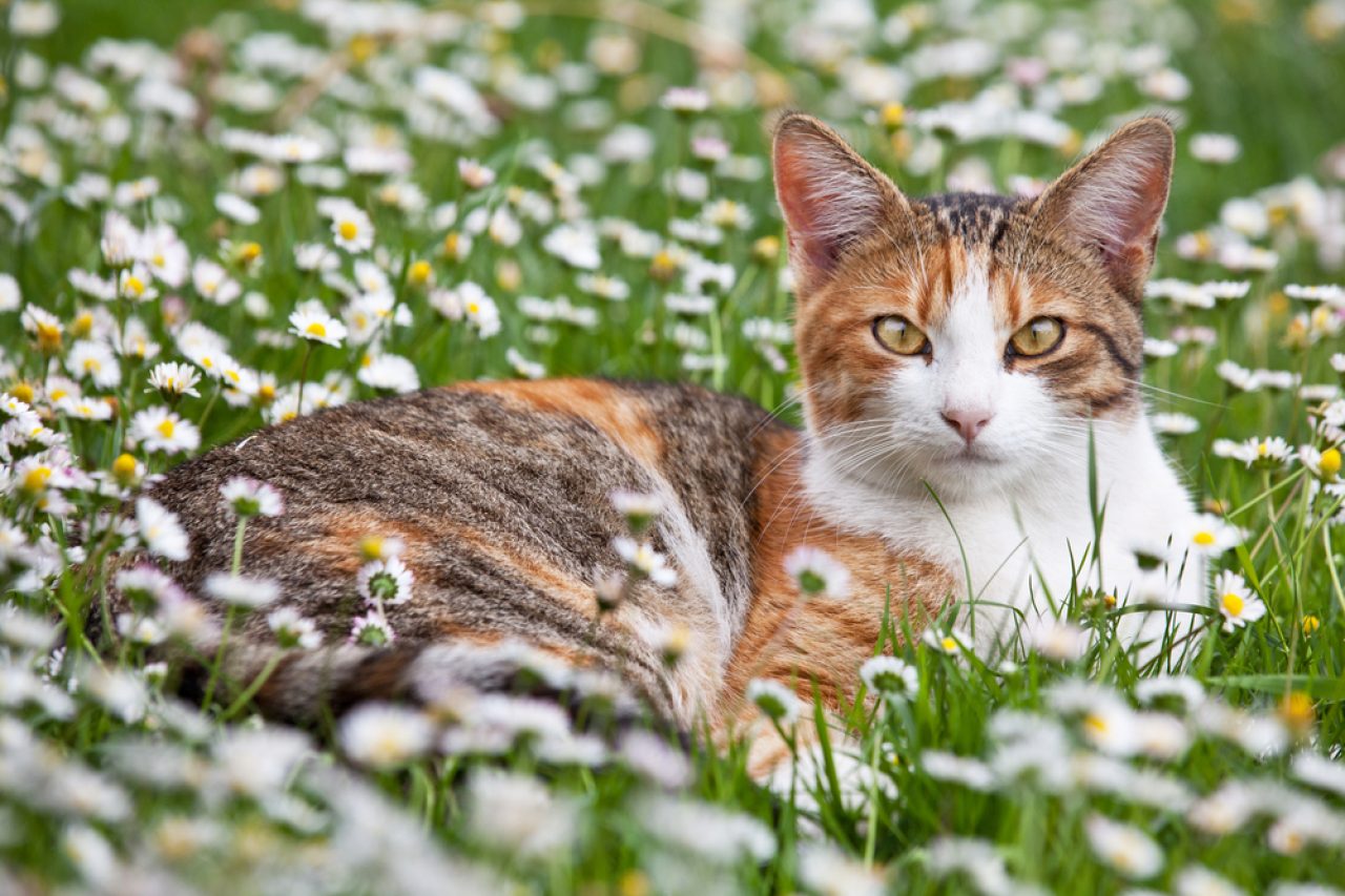 245 Yüzüklerin Efendisi Kedi İsmi: Hobbitiniz İçin Mükemmel İsimler