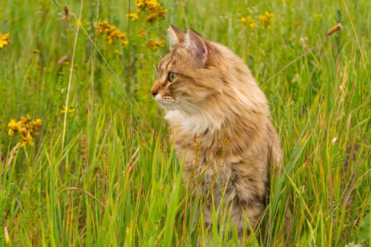 245 Yüzüklerin Efendisi Kedi İsmi: Hobbitiniz İçin Mükemmel İsimler