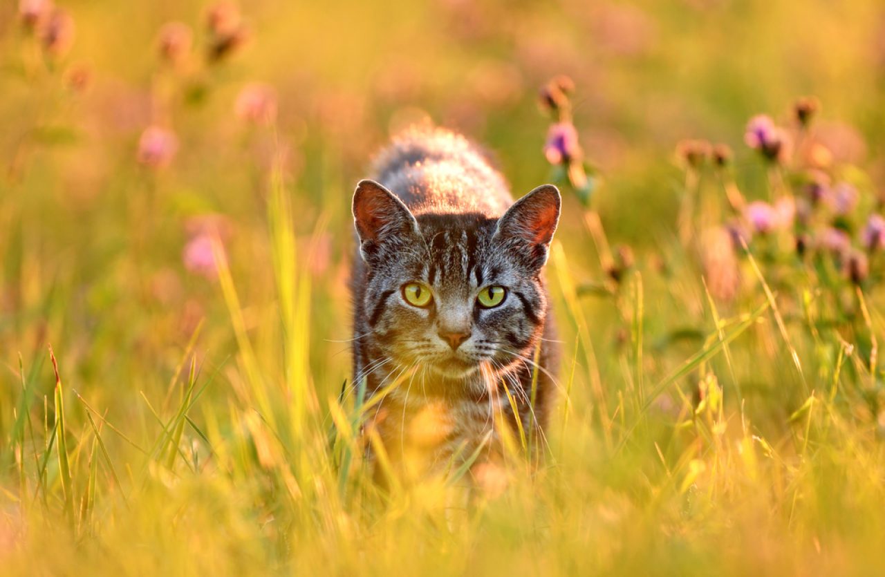 245 Yüzüklerin Efendisi Kedi İsmi: Hobbitiniz İçin Mükemmel İsimler