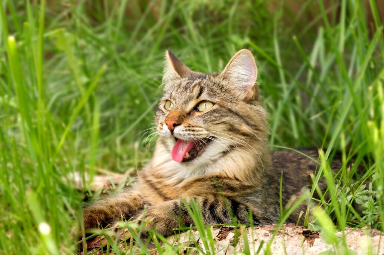 245 Yüzüklerin Efendisi Kedi İsmi: Hobbitiniz İçin Mükemmel İsimler