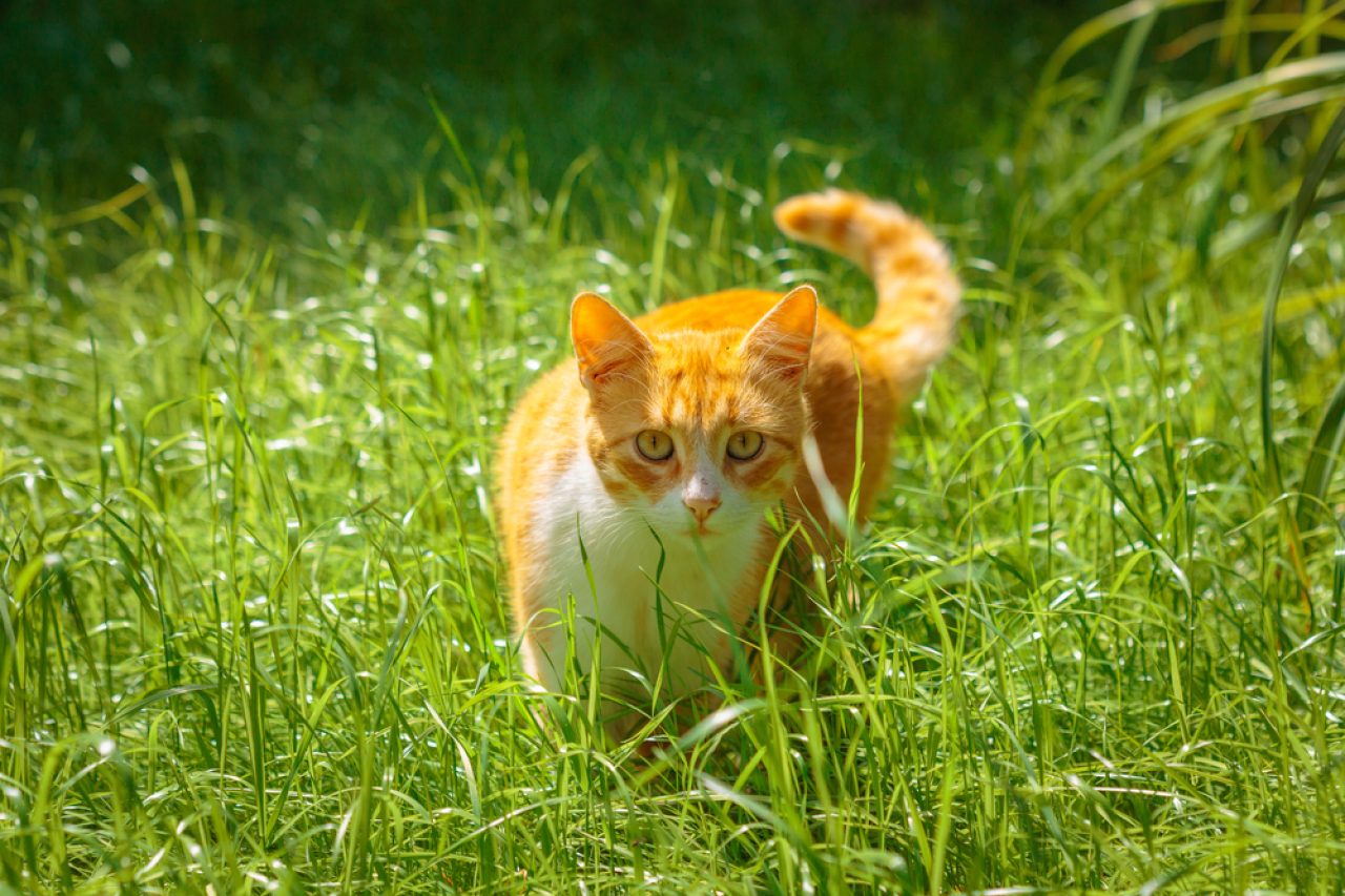 245 Yüzüklerin Efendisi Kedi İsmi: Hobbitiniz İçin Mükemmel İsimler