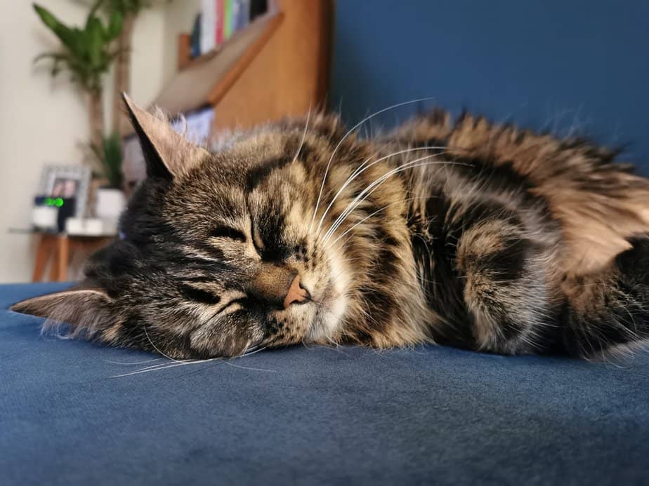 Maine Coon Ragdoll Mix What