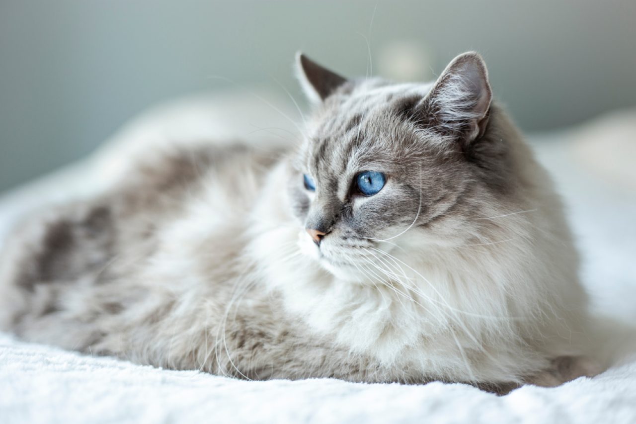 Maine Coon Ragdoll Mix: What's There To Know?