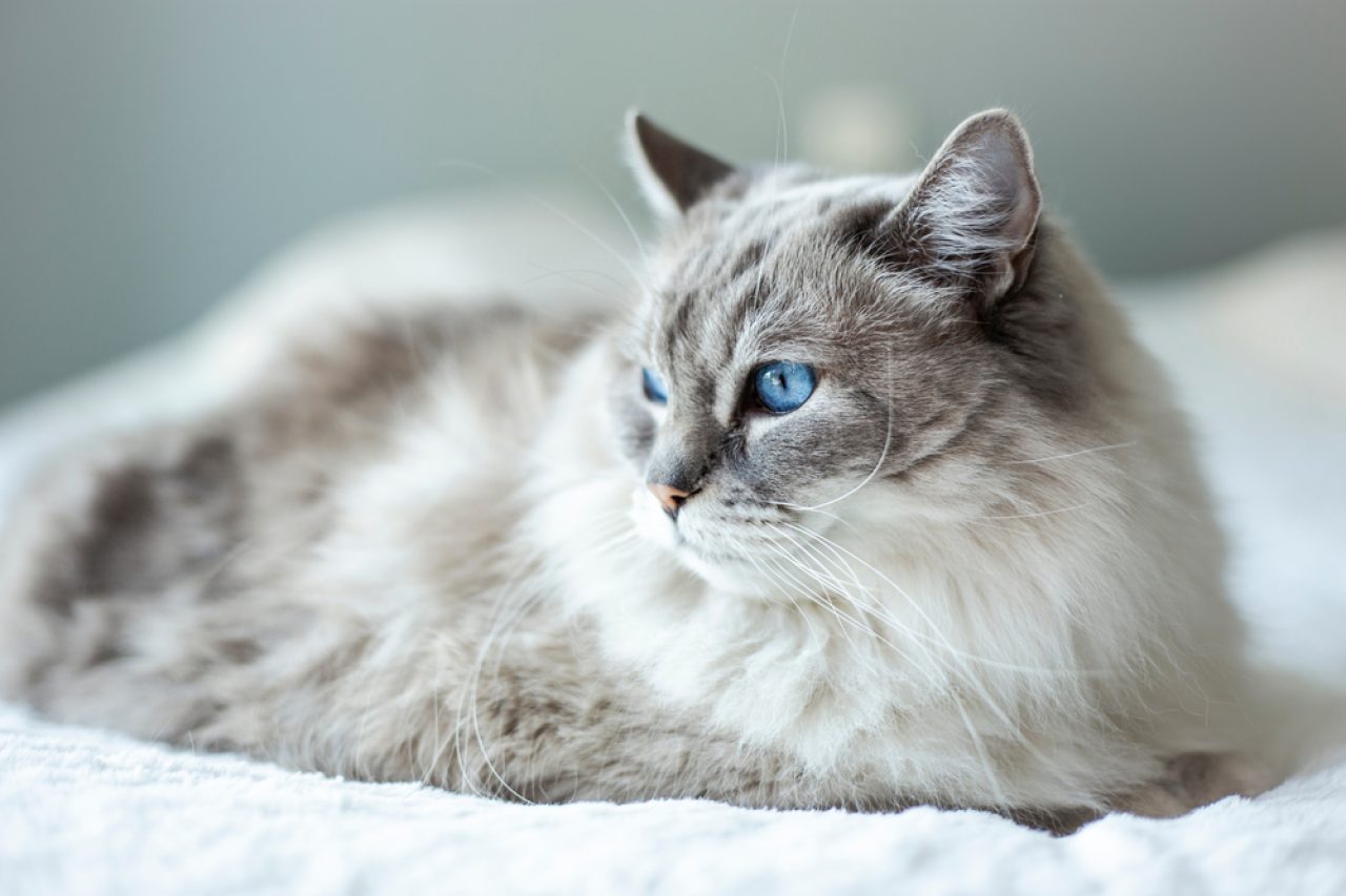 Maine Coon Ragdoll Karması: Bilinecek Ne Var?