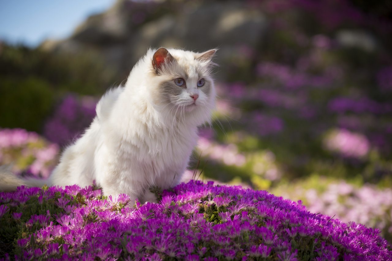 Maine Coon Ragdoll Karması: Bilinecek Ne Var?