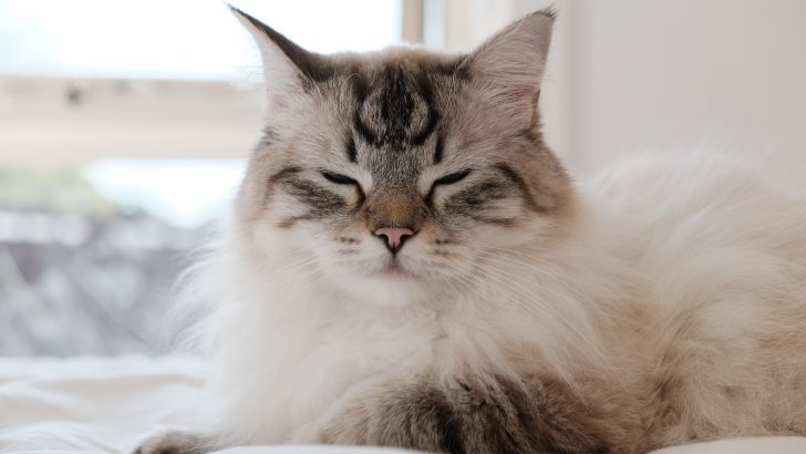 Maine Coon Ragdoll Mix: What’s There To Know?