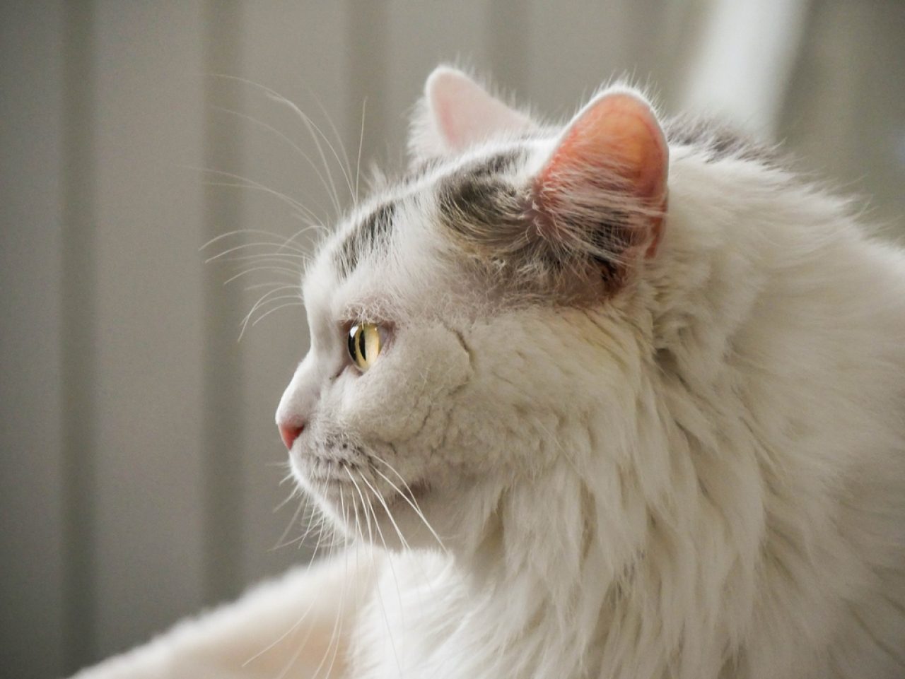 Maine Coon Ragdoll Mix: What's There To Know?