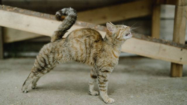 q tip cat in heat