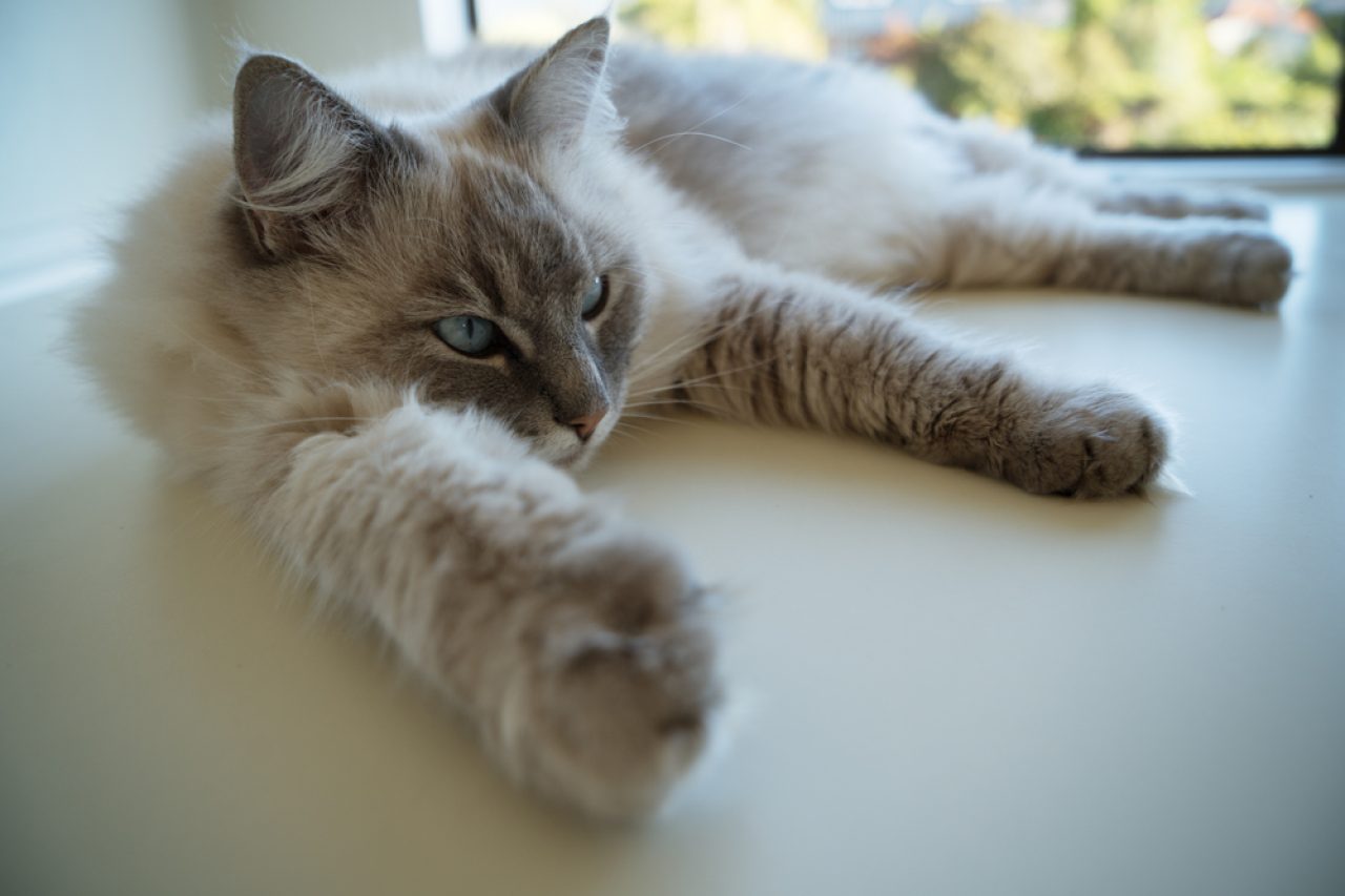 Ragdoll Snowshoe Cat: What Makes These Fluffers Stand Out?