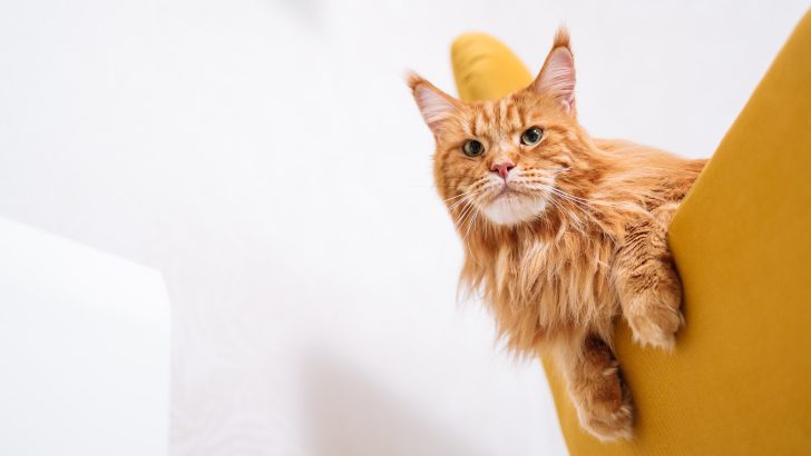 Rarest Maine Coon Colors: What’s There To Know?