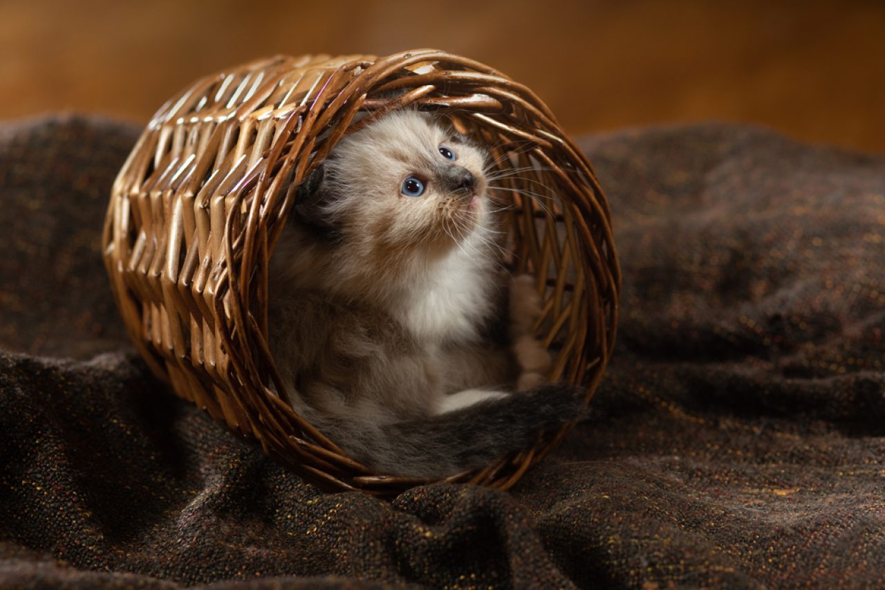 Sepia Ragdoll: The Fluffiest Of Felines With A Twist