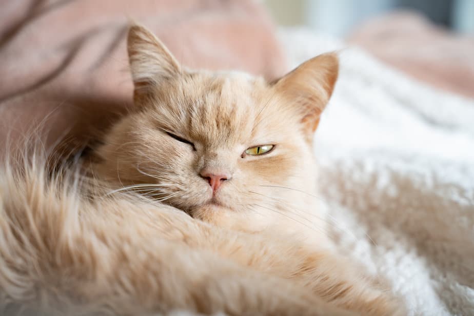 Persian Ragdoll Mix All You Need To Know, Fur Real