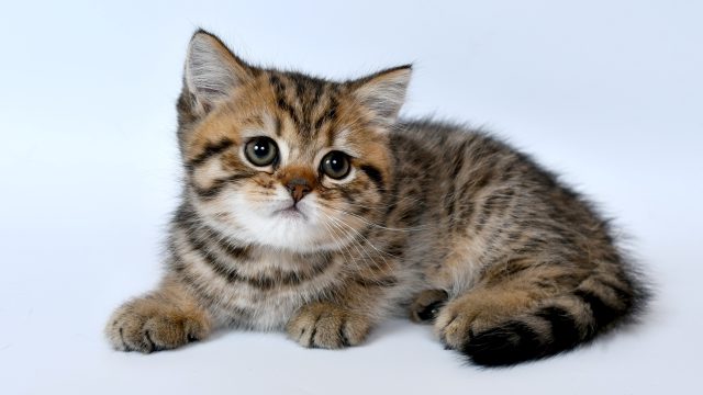 welsh cat names