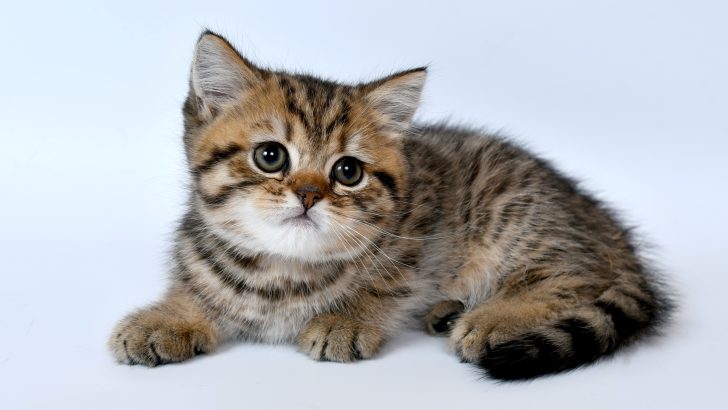 55+ Welsh Cat Names You’re Going To Fall In Love With