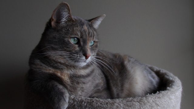 what do cats do all day