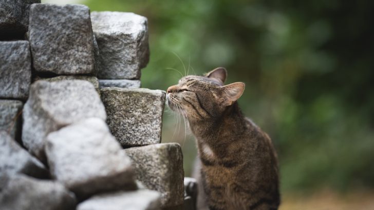 What Smells Deter Cats From Peeing? 13 Fragrances To Try Out