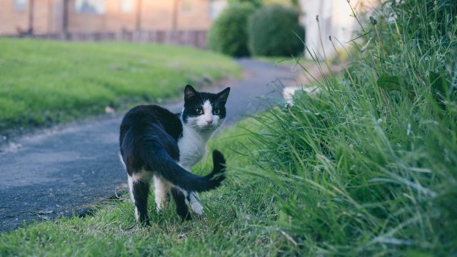 why do cats chase their tails