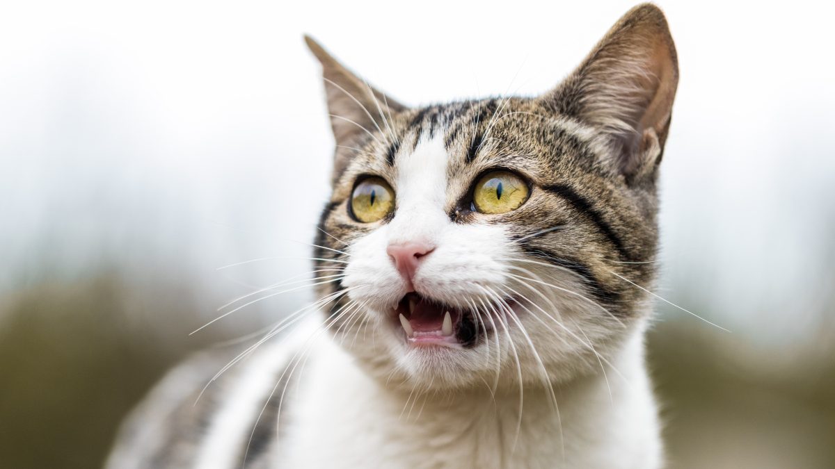 Why Do Cats Cry Like Babies, For Crying Out Loud?