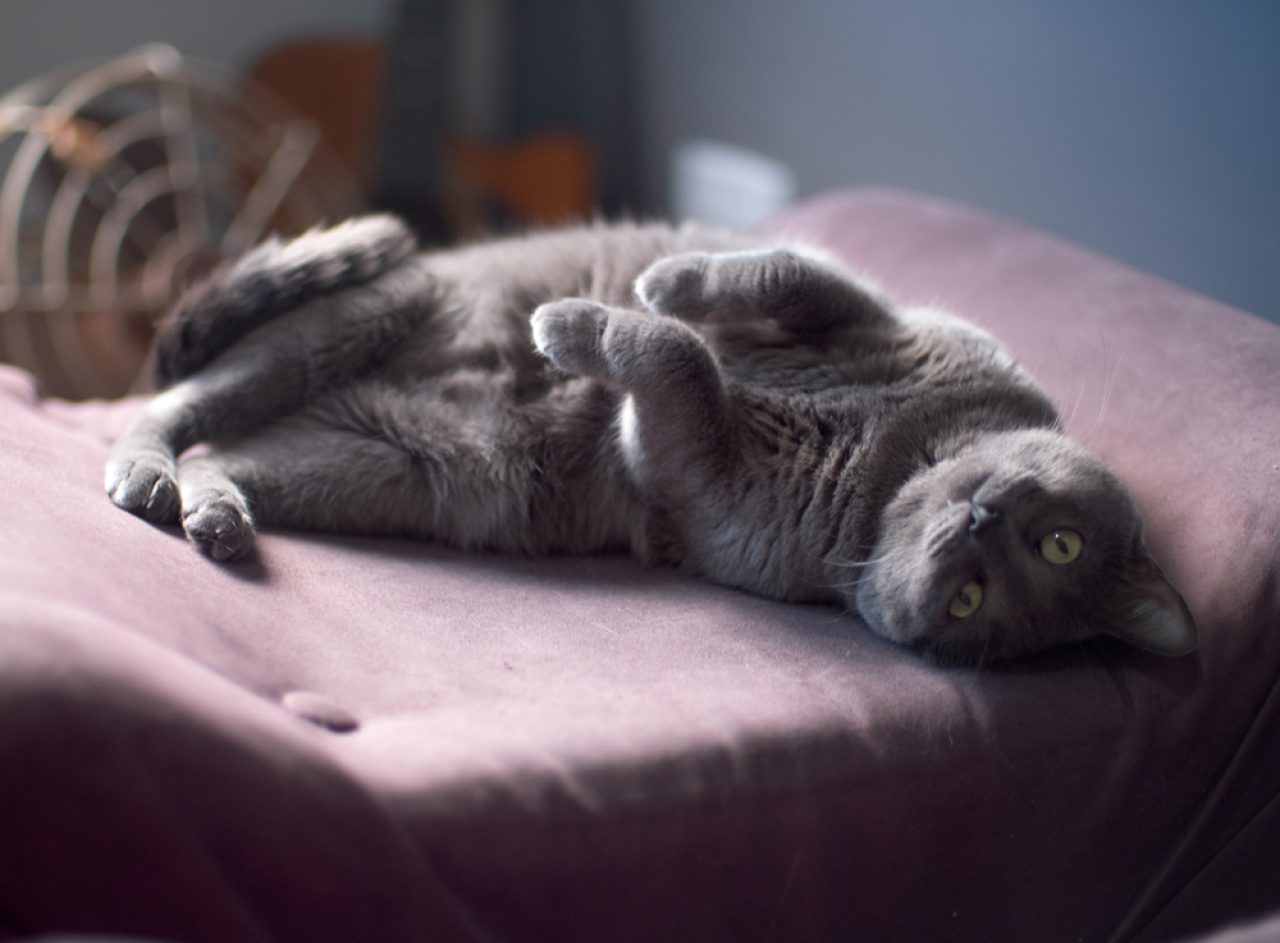 Why Do Cats Flop? What's The Motive Behind It?