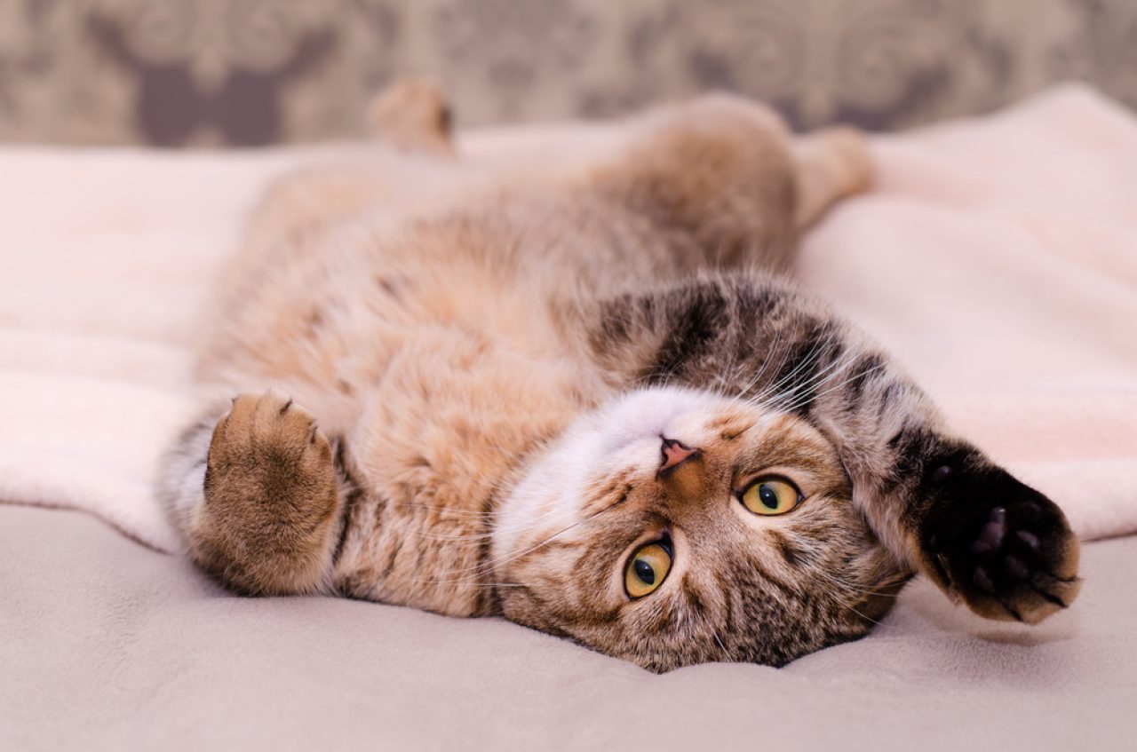 Why Do Cats Flop? What's The Motive Behind It?