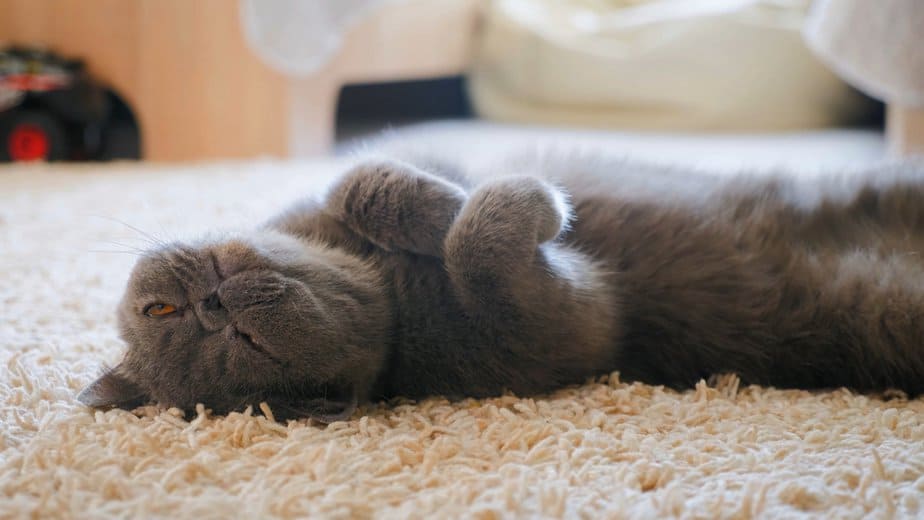 Why Do Cats Flop? What's The Motive Behind It?