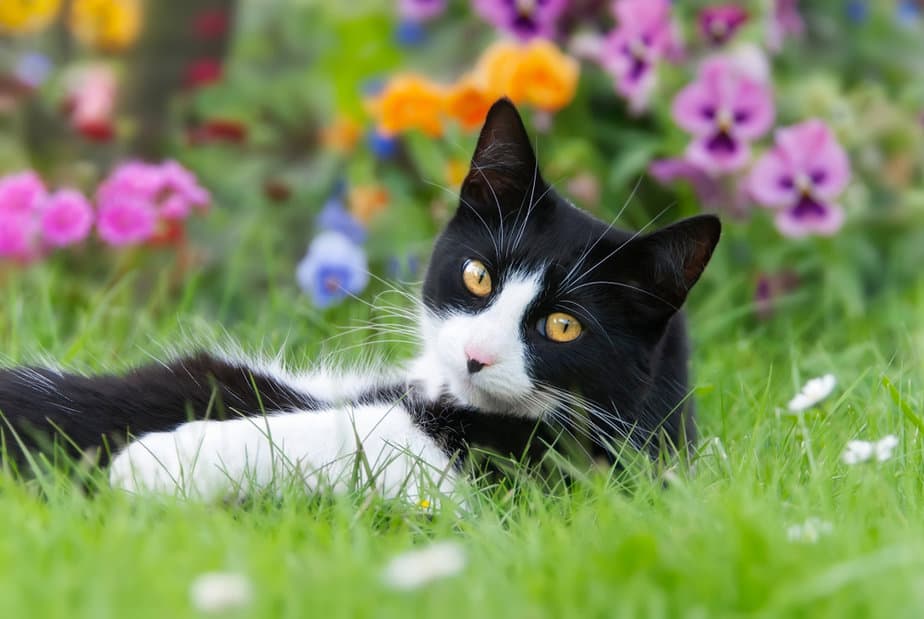 Why Do Cats Flop? What's The Motive Behind It?
