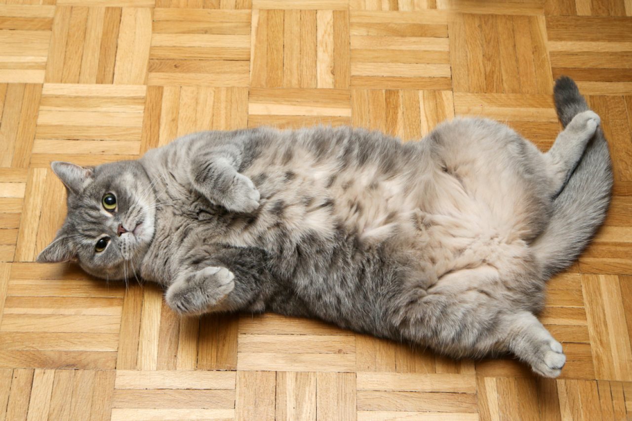 Why Do Cats Flop? What's The Motive Behind It?