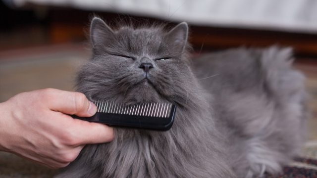 why do cats gag at combs