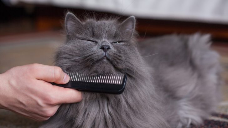 Why Do Cats Gag At Combs? The Surprising Truth Behind It