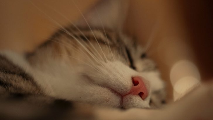 Why Do Cats’ Noses Get Wet When They Purr? Should I Worry?