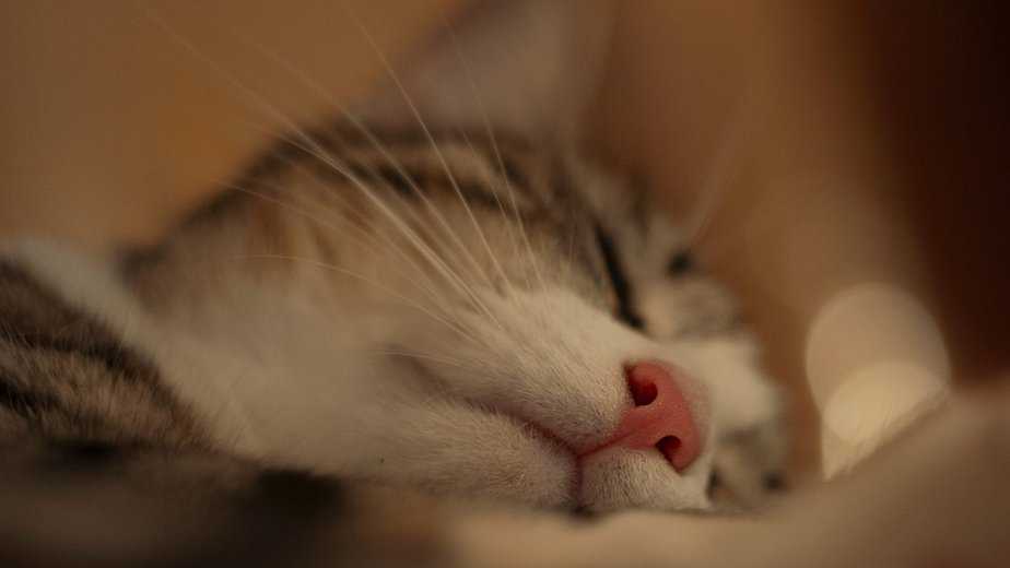 why do cats noses get wet when they purr