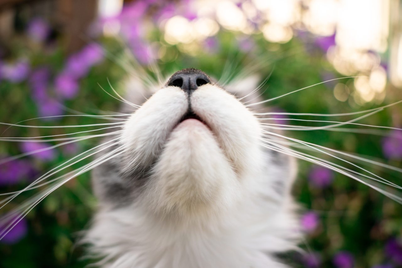 Why Do Cats' Noses Get Wet When They Purr? Should I Worry?