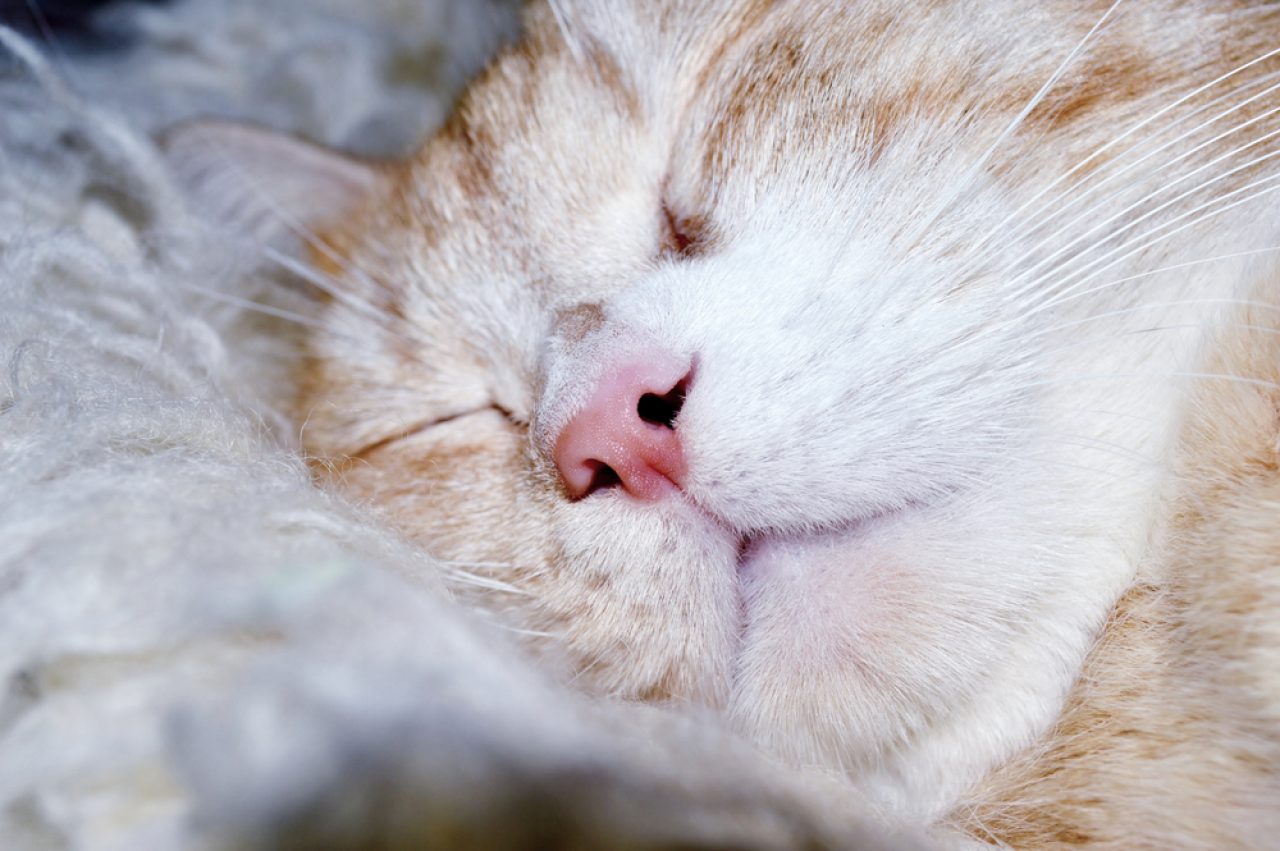 Why Do Cats' Noses Get Wet When They Purr? Should I Worry?