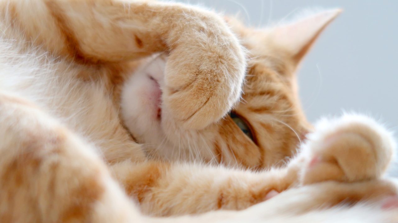 Why Do Cats' Noses Get Wet When They Purr? Should I Worry?