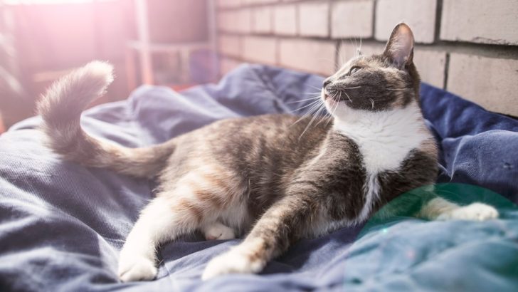 Kediler Yatarken Neden Kuyruklarını Sallarlar? (Tespit Etmek İçin 8 İpucu)