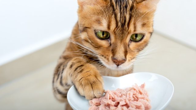 why does my cat eat with his paws