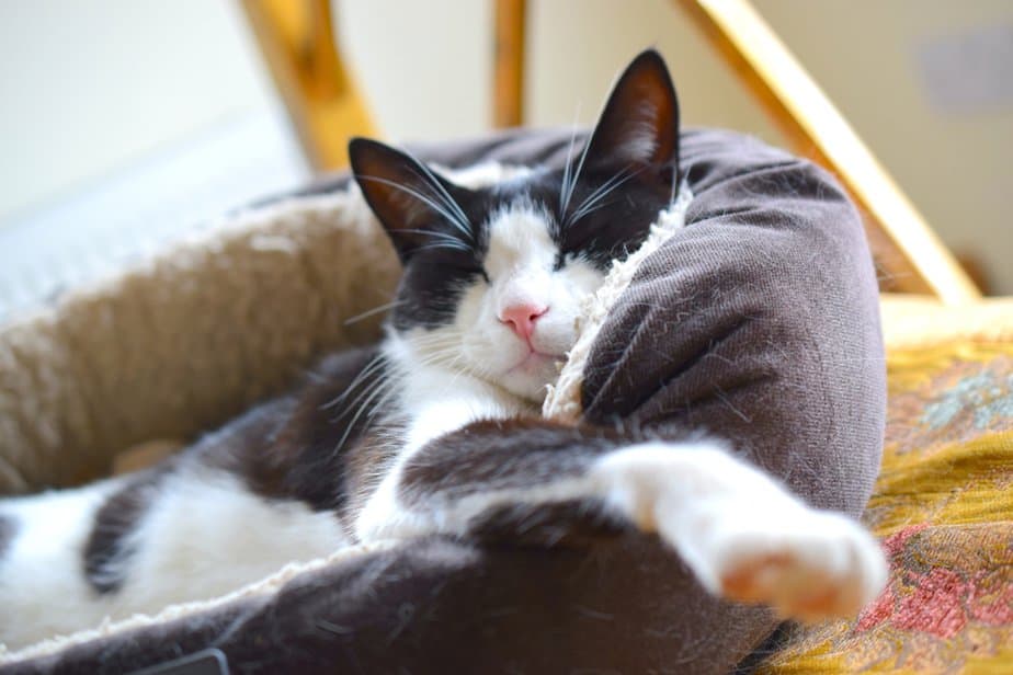 Why Does My Cat Sleep On My Head? Am I That Comfy?