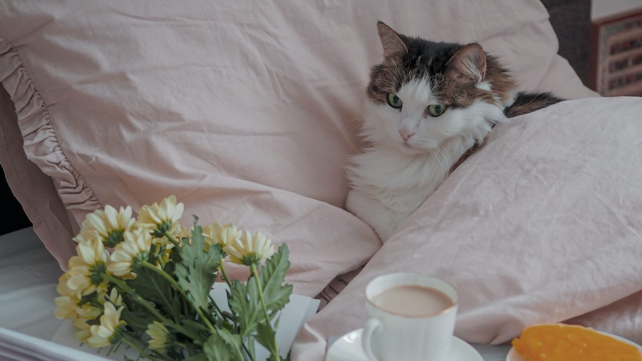 Why Does My Cat Sleep On My Pillow? Where Should I Sleep?