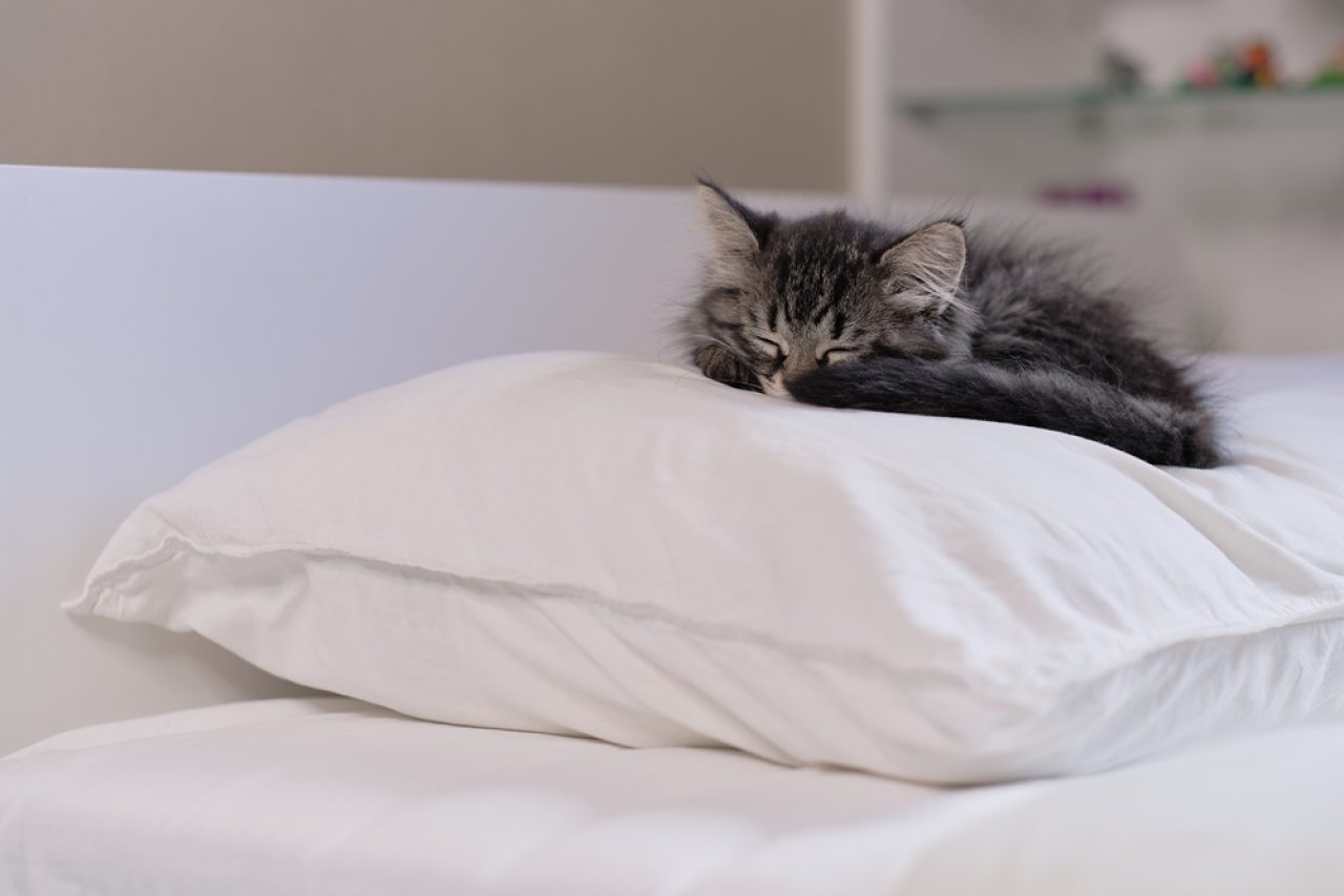 Why Does My Cat Sleep On My Pillow? Where Should I Sleep?