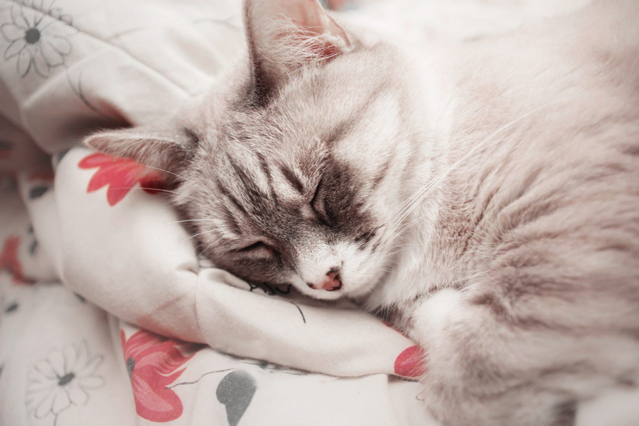 Why Does My Cat Sleep On My Pillow? Where Should I Sleep?