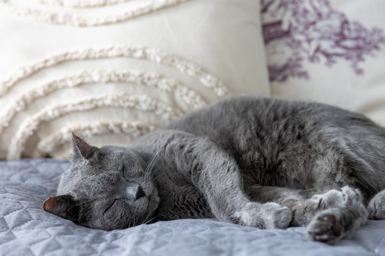 Why Does My Cat Sleep On My Pillow? Where Should I Sleep?