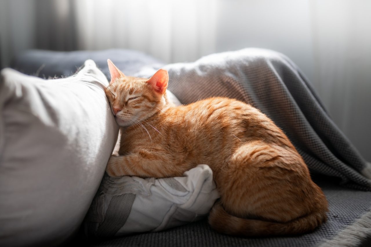 Why Does My Cat Sleep On My Pillow? Where Should I Sleep?