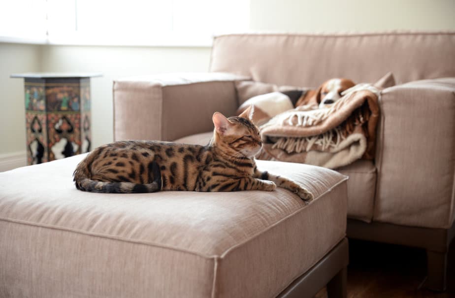 Why Does My Cat Sleep On My Pillow? Where Should I Sleep?