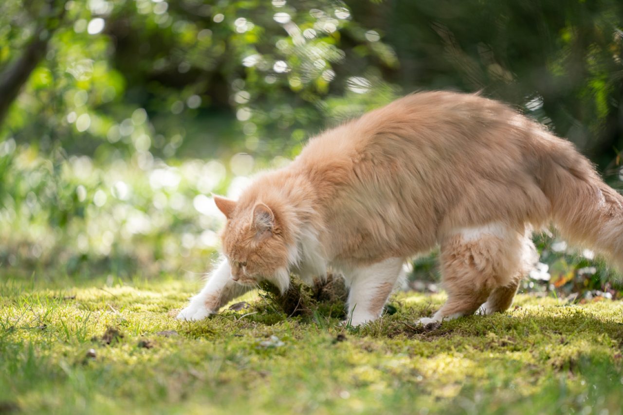 Why Does My Cat Try To Bury Her Food? Afraid Of Apocalypse?