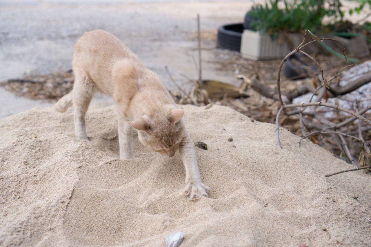 Why Does My Cat Try To Bury Her Food? Afraid Of Apocalypse?