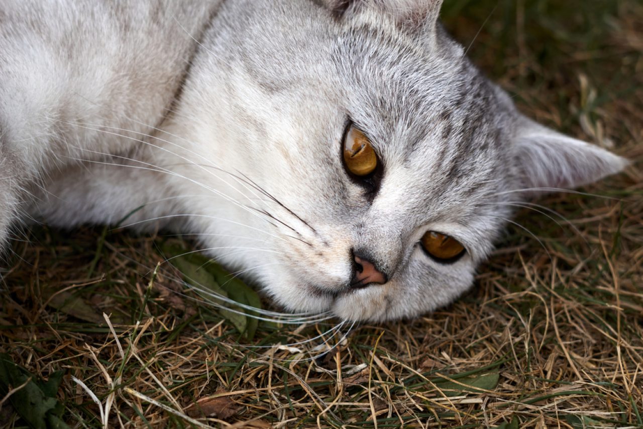 Why Does My Cat Try To Bury Her Food? Afraid Of Apocalypse?