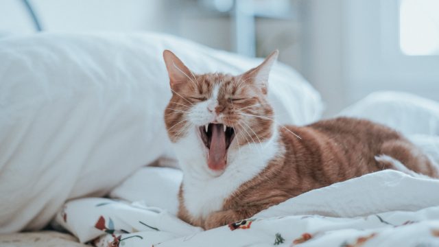 why does my cat yawn at me