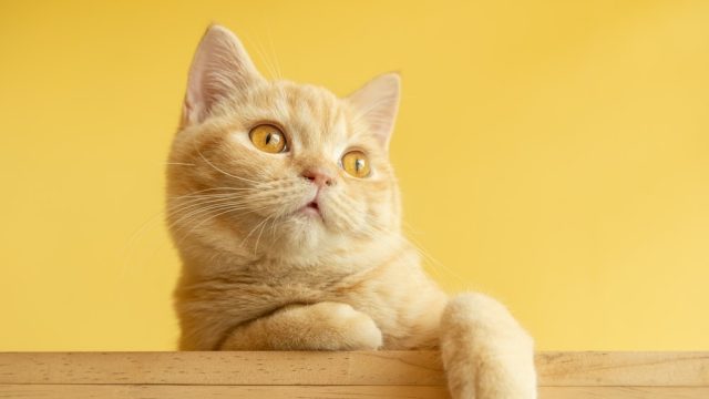 yellow cat names